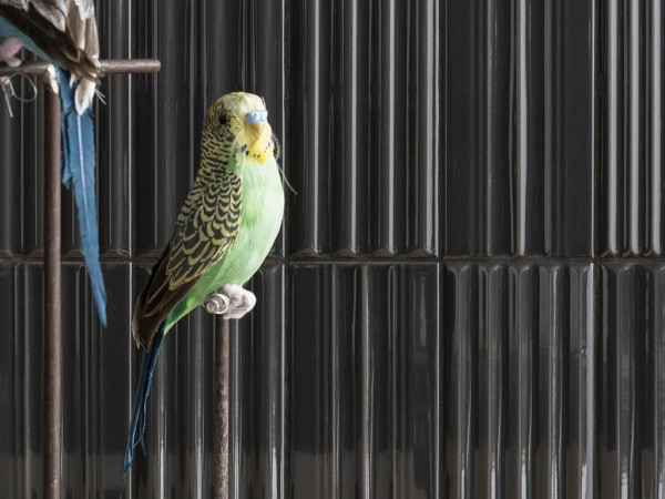 На фото Плитка WIGWAG (41ZERO42)